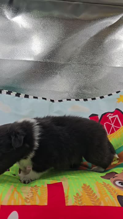 Farrah full akc male Bi-blk, a male Shetland Sheepdog for sale in Cullowhee, NC – 2 of 8
