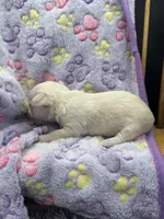 North crème female AKC , a female Chihuahua for sale in Cullowhee, NC – 10 of 10