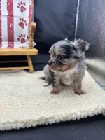 JDs Blue Merle LC Full AKC , a female Chihuahua for sale in Cullowhee, NC – 10 of 10