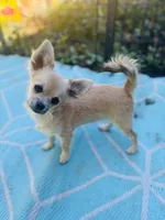 Mindy Full AKC female, a female Chihuahua for sale in Cullowhee, NC – 3 of 10