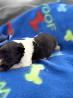 Lucy male tri full AKC , a male Shetland Sheepdog for sale in Cullowhee, NC – 7 of 10