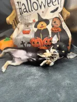 tri male 2  AKC , a male Chihuahua for sale in Cullowhee, NC – 10 of 10