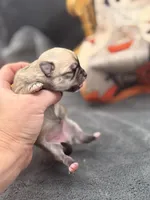 Panda Female 2 full AKC , a female Chihuahua for sale in Cullowhee, NC – 5 of 10