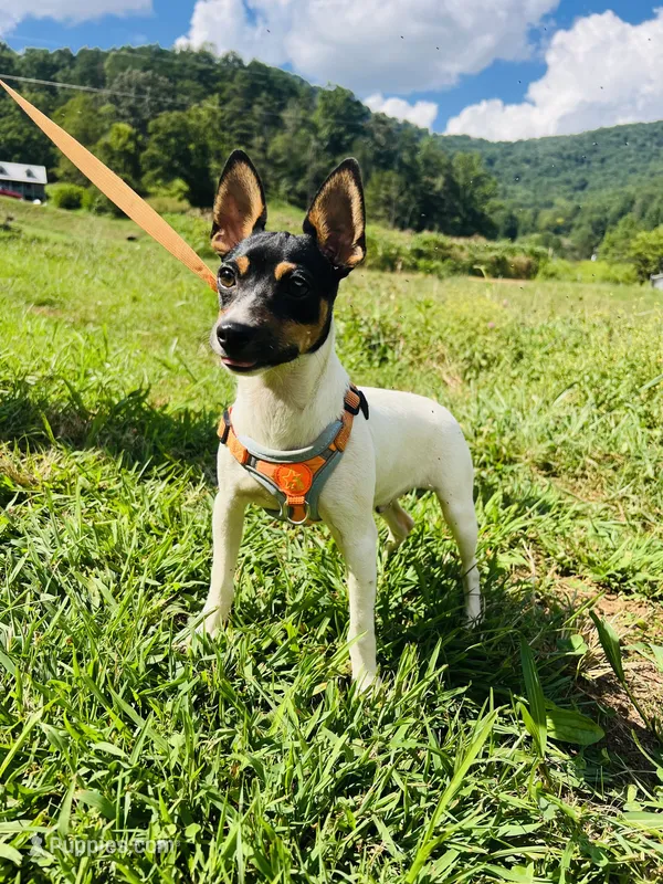No papers Mini's Male # 1 – Toy Fox Terrier puppy for sale in Cullowhee, NC