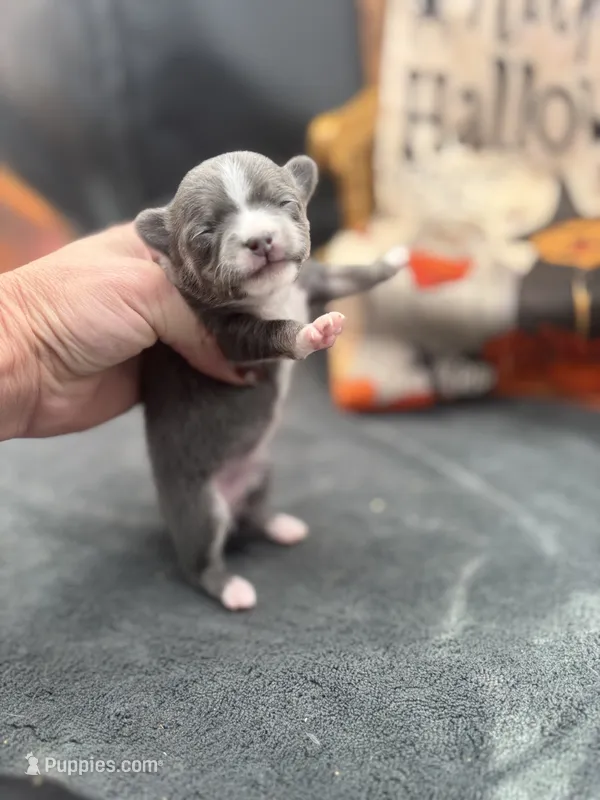 Panda female 1 full AKC – Chihuahua puppy for sale in Cullowhee, NC