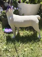 Female toy fox small , a female Toy Fox Terrier for sale in Cullowhee, NC – Photo 4 of 10