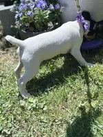 Female toy fox small , a female Toy Fox Terrier for sale in Cullowhee, NC – Photo 10 of 10