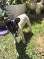 Female toy fox small , a female Toy Fox Terrier for sale in Cullowhee, NC – Photo 2 of 10