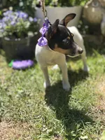 Female toy fox small , a female Toy Fox Terrier for sale in Cullowhee, NC – Photo 3 of 10