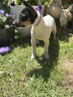 Female toy fox small , a female Toy Fox Terrier for sale in Cullowhee, NC – Photo 7 of 10