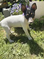 Female toy fox small , a female Toy Fox Terrier for sale in Cullowhee, NC – Photo 9 of 10