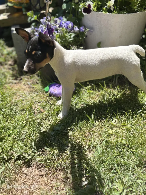 Female toy fox small  – Toy Fox Terrier puppy for sale in Cullowhee, NC