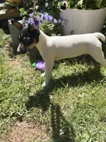 Female toy fox small , a female Toy Fox Terrier for sale in Cullowhee, NC – Photo 1 of 10