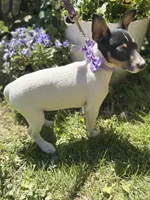 Female toy fox small , a female Toy Fox Terrier for sale in Cullowhee, NC – Photo 8 of 10