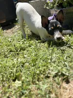 Female toy fox small , a female Toy Fox Terrier for sale in Cullowhee, NC – Photo 5 of 10