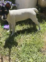 Female toy fox small , a female Toy Fox Terrier for sale in Cullowhee, NC – Photo 6 of 10