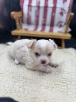 Male creme blue eyes full AKC , a male Chihuahua for sale in Cullowhee, NC – 5 of 10