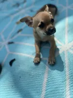Full AKC Summer Male 2, a male Chihuahua for sale in Cullowhee, NC – 8 of 9