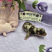 Full Akc Charolette's chocolate merle female, a female Chihuahua for sale in Cullowhee, NC – 3 of 10