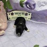 Full Akc Prim's black and white female, a female Chihuahua for sale in Cullowhee, NC – 6 of 10