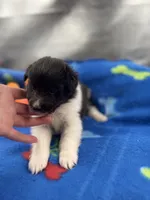 Lucy male black and white full AKC , a male Shetland Sheepdog for sale in Cullowhee, NC – 7 of 10