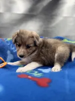 Full AKC Zina M 3, a male Shetland Sheepdog for sale in Cullowhee, NC – 6 of 10
