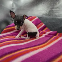 Tinkers Tiny Tim, a male Toy Fox Terrier for sale in Cullowhee, NC – 7 of 10