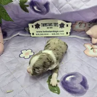 Juliettes Chocolate girl full Akc long coat, a female Chihuahua for sale in Cullowhee, NC – 7 of 10