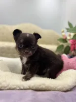 Full AKC Juliette Male # 3, a male Chihuahua for sale in Cullowhee, NC – 1 of 10