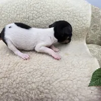 Cupcake tiny tri male, a male Toy Fox Terrier for sale in Cullowhee, NC – 7 of 10