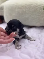 Caroline m1 full AKC , a male Chihuahua for sale in Cullowhee, NC – 5 of 10