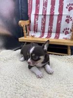 Freyas chocolate male full AKC , a male Chihuahua for sale in Cullowhee, NC – 4 of 10