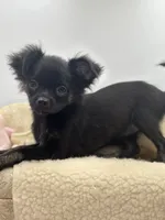 Full Akc Juliette Female1, a female Chihuahua for sale in Cullowhee, NC – 5 of 9