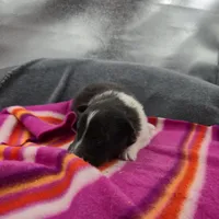 Farrah's Bi-blk female full Akc, a female Shetland Sheepdog for sale in Cullowhee, NC – 4 of 10