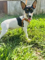  Jeffery Male # 1, a male Toy Fox Terrier for sale in Cullowhee, NC – 4 of 10