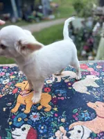 Full AKC Snowy Hidden Merle male, a male Chihuahua for sale in Cullowhee, NC – 2 of 10