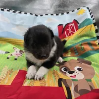 Farrah full akc male Bi-blk, a male Shetland Sheepdog for sale in Cullowhee, NC – 5 of 8