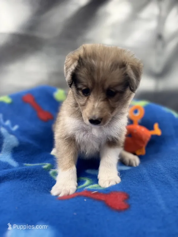 Full AKC Zina M 3 – Shetland Sheepdog puppy for sale in Cullowhee, NC