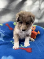 Full AKC Zina M 3, a male Shetland Sheepdog for sale in Cullowhee, NC – 1 of 10