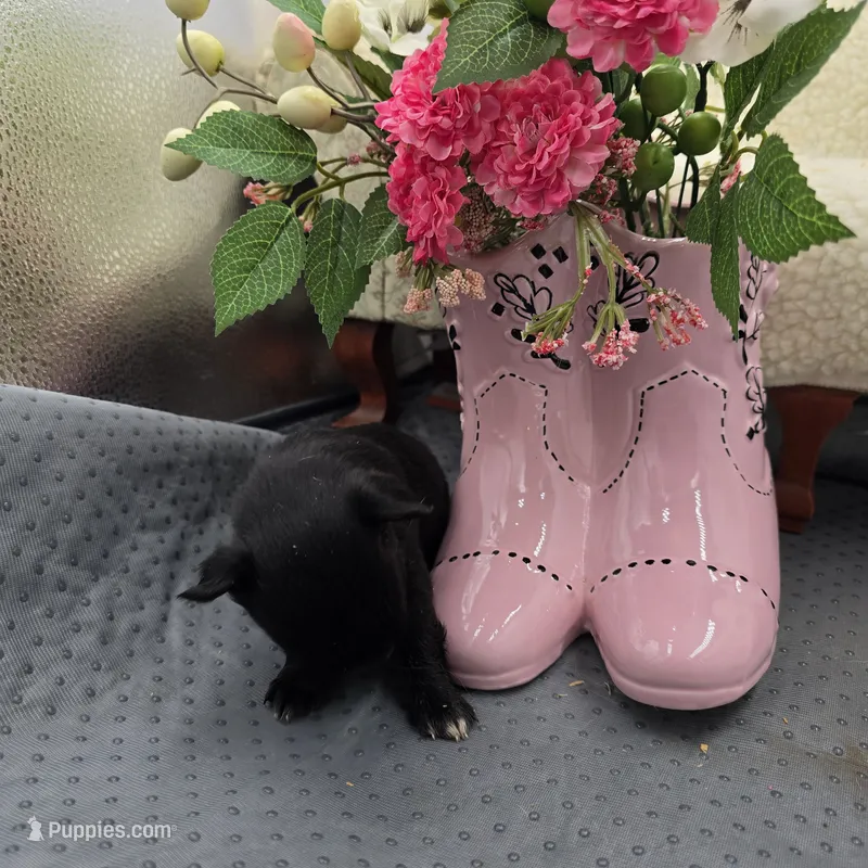 Full Akc Juliette Female1 – Chihuahua puppy for sale in Cullowhee, NC