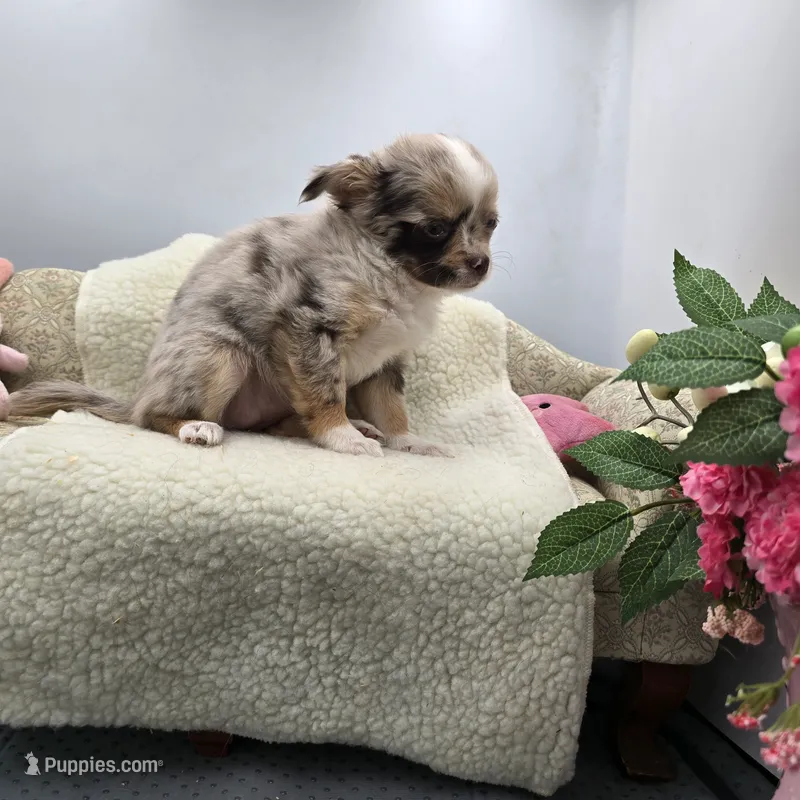 Chocolate Merle female full  AKC  – Chihuahua puppy for sale in Cullowhee, NC