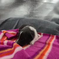 Farrah's Bi-blk female full Akc, a female Shetland Sheepdog for sale in Cullowhee, NC – 3 of 10