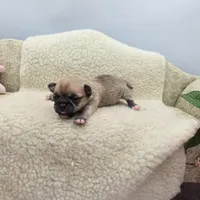 Zoey Full Akc male, a male Chihuahua for sale in Cullowhee, NC – 4 of 10