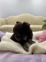 Full AKC Juliette Male # 3, a male Chihuahua for sale in Cullowhee, NC – 7 of 10