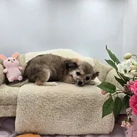 Full AKC Summer female, a female Chihuahua for sale in Cullowhee, NC – 8 of 10
