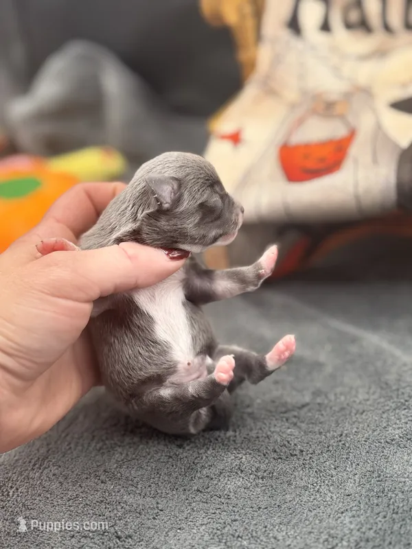 Panda female 1 full AKC  – Chihuahua puppy for sale in Cullowhee, NC