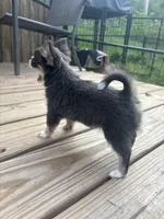 blue female long coat full AKC , a female Chihuahua for sale in Cullowhee, NC – 7 of 10