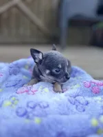 Blue tri full AKC , a female Chihuahua for sale in Cullowhee, NC – 2 of 10