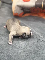Panda male 2 full AKC , a male Chihuahua for sale in Cullowhee, NC – 4 of 10