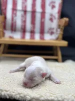 Male creme full AKC , a male Chihuahua for sale in Cullowhee, NC – 3 of 10